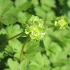 Attēlu rezultāti vaicājumam “Adoxa moschatellina”