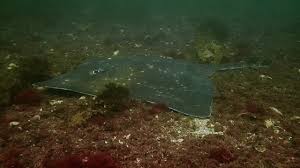 Image result for Dipturus intermedius