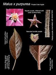 Attēlu rezultāti vaicājumam “Malus purpurea leaf”