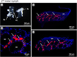 Attēlu rezultāti vaicājumam “Aleurochiton aceris nymph”