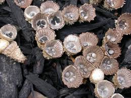 Attēlu rezultāti vaicājumam “Cyathus striatus”