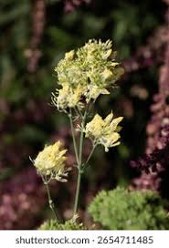 Attēlu rezultāti vaicājumam “Thalictrum lucidum leaf”