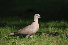 Attēlu rezultāti vaicājumam “Streptopelia decaocto adult”