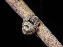 Attēlu rezultāti vaicājumam “Aranei exuvia”