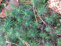 Attēlu rezultāti vaicājumam “Polytrichum strictum”