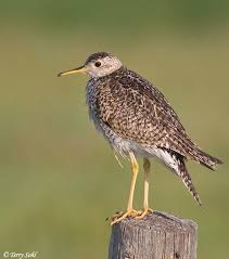 Image result for Bartramia longicauda