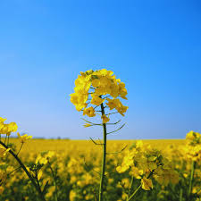 Attēlu rezultāti vaicājumam “Brassica napus”