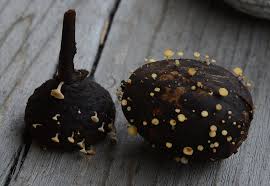 Attēlu rezultāti vaicājumam “Hymenoscyphus fructigenus”