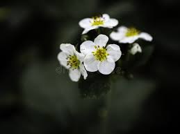 Attēlu rezultāti vaicājumam “Fragaria moschata flower”