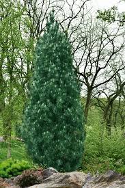 Attēlu rezultāti vaicājumam “Pinus strobus fruit”