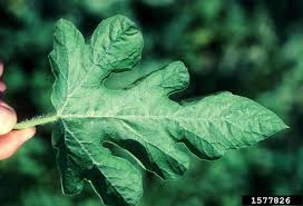 Attēlu rezultāti vaicājumam “Citrullus lanatus leaf”