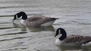 Image result for Bideford and District Angling Club