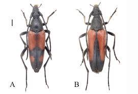Attēlu rezultāti vaicājumam “Stenurella melanura”
