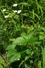 Attēlu rezultāti vaicājumam “Fragaria moschata flower”