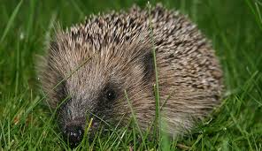 Attēlu rezultāti vaicājumam “Erinaceus sp.”