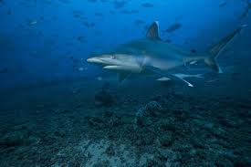 Image result for Carcharhinus albimarginatus