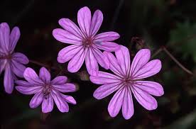 Attēlu rezultāti vaicājumam “Geraniaceae”