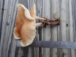 Attēlu rezultāti vaicājumam “Collybia acervata”