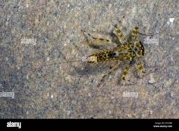 Attēlu rezultāti vaicājumam “Heptagenia sulphurea”