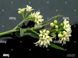 Attēlu rezultāti vaicājumam “Vincetoxicum hirundinaria fruit”