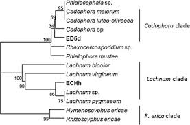 Attēlu rezultāti vaicājumam “Lachnum corticale”