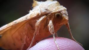 Attēlu rezultāti vaicājumam “Phlogophora meticulosa”