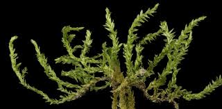 Attēlu rezultāti vaicājumam “Brachythecium rivulare”