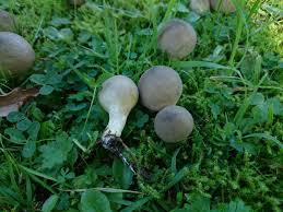 Attēlu rezultāti vaicājumam “Lignydium muscorum macro”