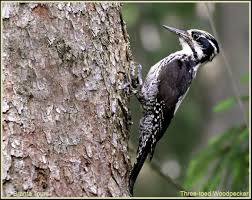 Attēlu rezultāti vaicājumam “Picoides tridactylus adult”