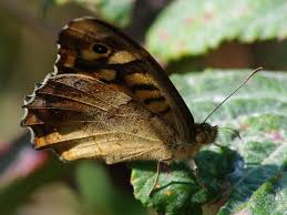 Attēlu rezultāti vaicājumam “Pararge aegeria underside”