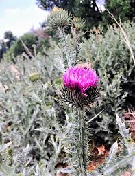 Image result for Onopordum acanthium