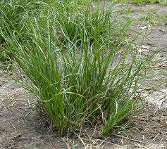 Attēlu rezultāti vaicājumam “Juncus nastanthus”