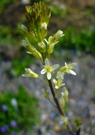 Attēlu rezultāti vaicājumam “Arabis glabra leaf”