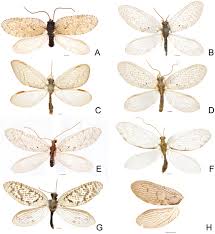 Attēlu rezultāti vaicājumam “Hemerobiidae”