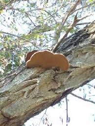 Attēlu rezultāti vaicājumam “Phellinus laevigatus”