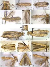 Attēlu rezultāti vaicājumam “Tischeriidae”
