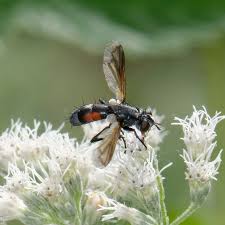 Attēlu rezultāti vaicājumam “Cylindromyia sp.”