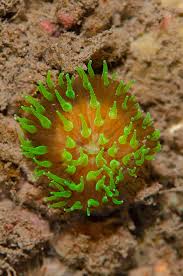 Attēlu rezultāti vaicājumam “Lentaria sp.”