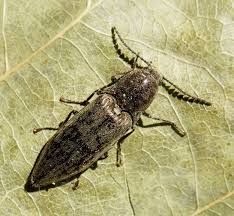 Attēlu rezultāti vaicājumam “Actenicerus sjaelandicus”