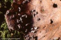 Attēlu rezultāti vaicājumam “Physarum bitectum”