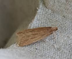 Attēlu rezultāti vaicājumam “Nematopogon sp.”