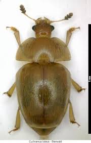 Attēlu rezultāti vaicājumam “Cychramus variegatus”