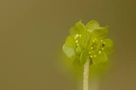 Attēlu rezultāti vaicājumam “Adoxa moschatellina flower”
