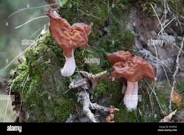 Attēlu rezultāti vaicājumam “Gyromitra infula”