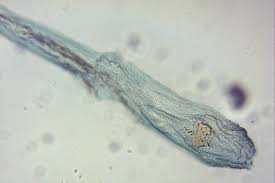 Attēlu rezultāti vaicājumam “Agonopterix hypericella”