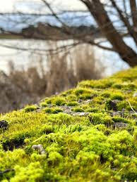 Attēlu rezultāti vaicājumam “Bryum capillare”