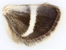 Attēlu rezultāti vaicājumam “Pyrausta cingulata”