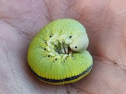 Attēlu rezultāti vaicājumam “Cimbex femoratus larva”