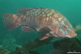 Image result for Labrus bergylta