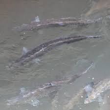 Image result for Alosa sapidissima